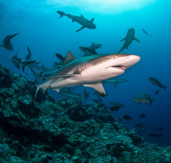 Diver Dena's Adventure Shop~Grey and Blacktip Reef Sharks-Underwater Images