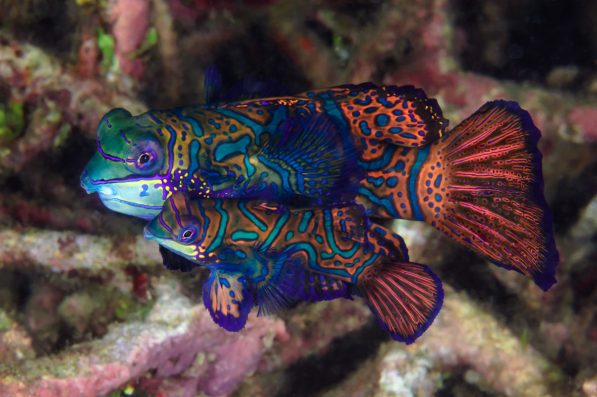 Diver Dena's Adventure Shop~Mandarinfish Mating -Lembeh Strait, Indonesia
