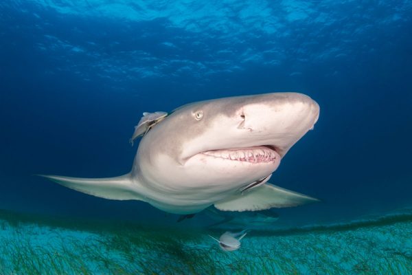 Sharks and their Teeth