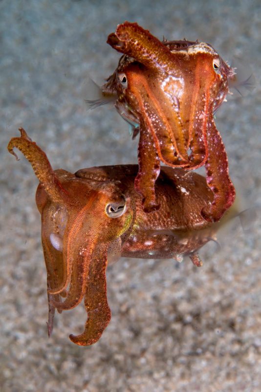 Diver Dena's Adventure Shop~Pygmy Cuttlefish
