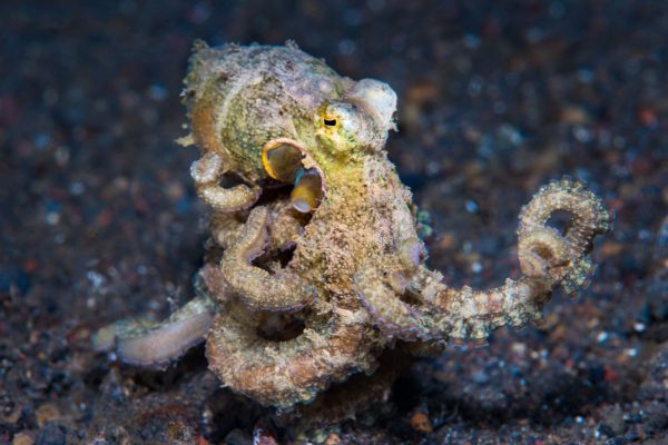 Diver Dena's Adventure Shop~Coconut Octopus Tulamben, Bali