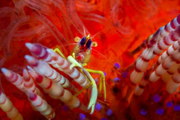 Diver Dena's Adventure Shop~Underwater Image of Allopontonia- Fire Urchin Shrimp