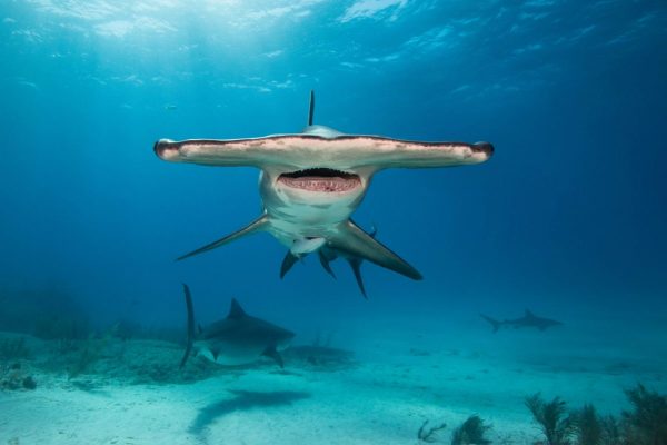 Diver Dena's Adventure Shop~Underwater Image of Hammerhead Shark