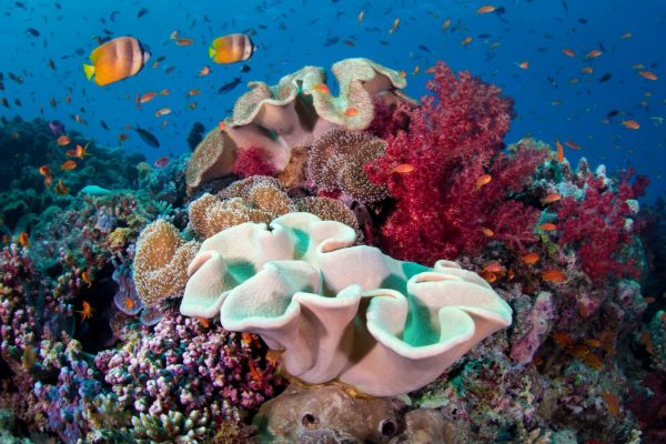 Diver Dena's Adventure Shop~Underwater image of coral reef