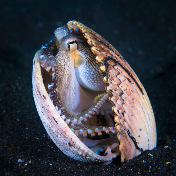 Diver Dena's Adventure Shop~Image of Coconut Octopus hiding in shell